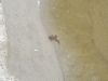 Frosch Gefunden!